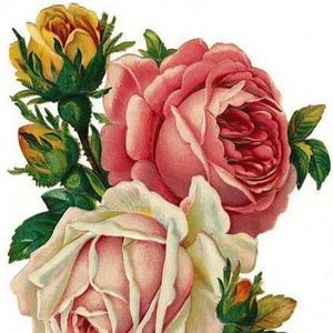 Meet your Posher, Tess